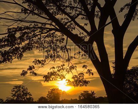 Tree with Perfect sunset sky background Silhouette