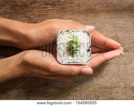 Woman' hand holding cactus in pot wooden background top view