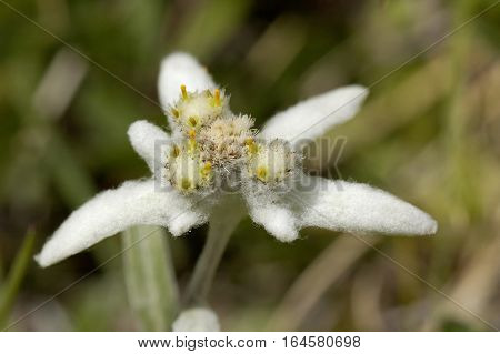 Edelweiss - Leontopodium alpinum Small Alpine Wild Flower