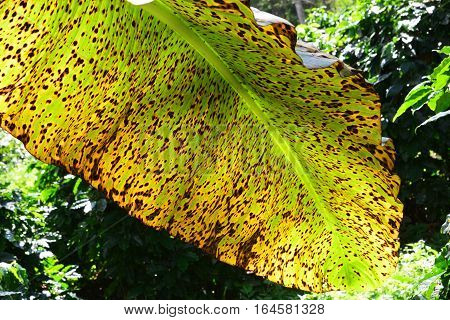 plant disease on a banana leaf .