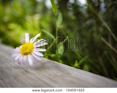 White flower on the wooden table grass background