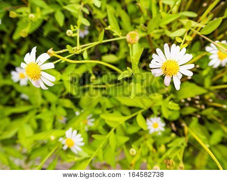 Beautiful many white flower in the garden