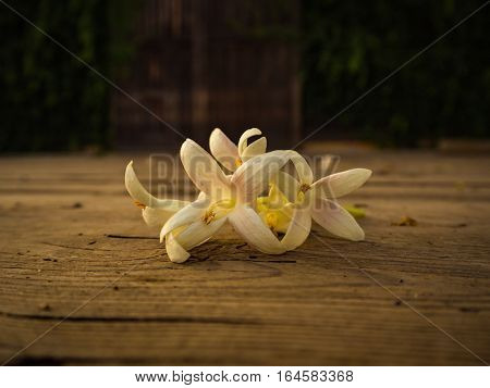 White flower on the wooden plate, sunset light