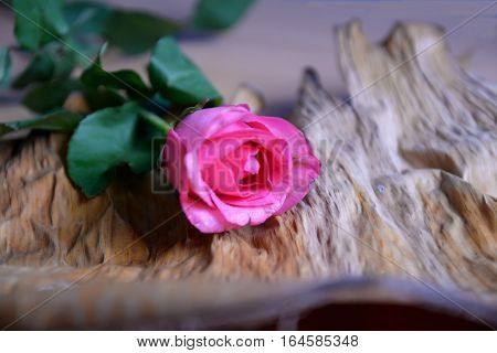 love is a Beautiful Thing Helped sustain the world to live together in peace.