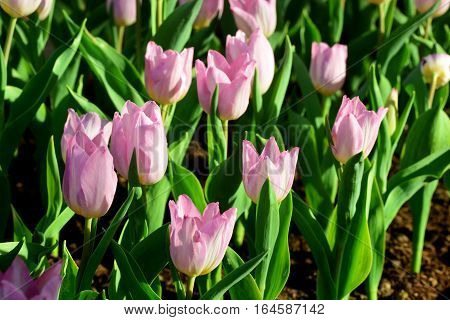 PinkTulip. Beautiful bouquet of tulips. colorful tulips. tulips in springcolourful tulip