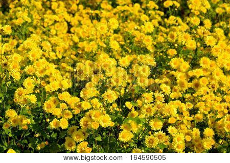 Chrysanthemum indicum Linn flowers. Or Chrysanthemum morifolium Ramat flowers in plantation