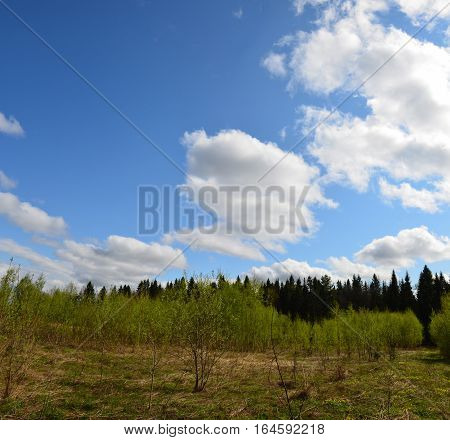 Fields near the garden in the morning Russia