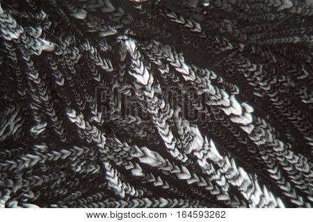 Crystals of Erythritol under the microscope. Erythritol is a sweetener for food.