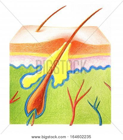 Structure of skin with fat hair on a white background