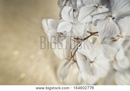 Close up of dry flowers of Hydrangea shoot with lensbaby. Strong distortion and shallow depth of field