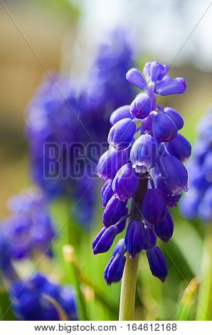 muskari small spring flowers bloom in spring outdoors in nature