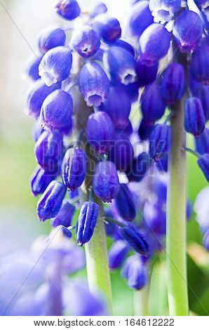 muskari small spring flowers bloom in spring outdoors in nature