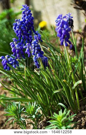 muskari small spring flowers bloom in spring outdoors in nature