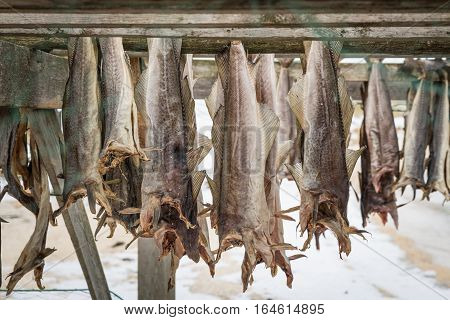 Dried Salmon In Norway