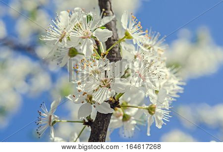 White Tree Flowers Of Prunus Cerasifera.