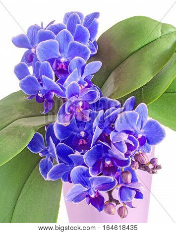 Blue Orchids Flowers, Orchidaceae, Phalaenopsis Known As The Moth Orchid, Abbreviated Phal. White Ba