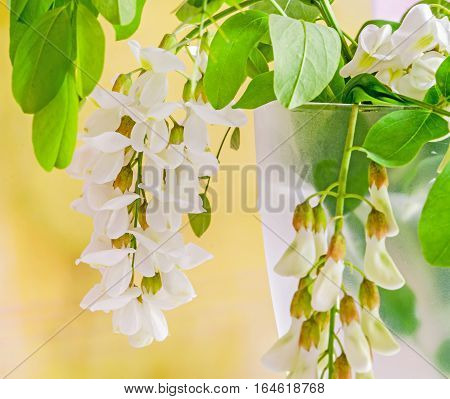 Robinia Pseudoacacia Tree Flowers, Know As Black Locust, Genus Robinia, Family Fabaceae, Bokeh Backg