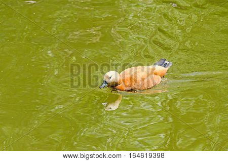 Brown wild duck on water dark beak red feathers close up portrait isolated