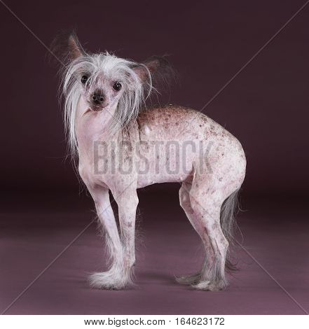Crested chinese dog portrait in studio with purple background