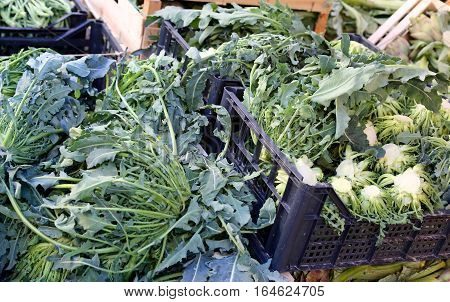 Genuine Original Green Broccoli Called Broccolo Fiolaro  In Ital