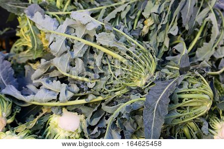 Genuine Original Green Broccoli Northern Italy For Sale At The G