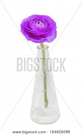 Mauve Eustoma russellianum flower in a vase, close up