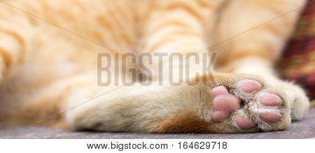 Paws cat close-up. Cute cat cat lying on the wooden floor in the background blurred close up playful cats.