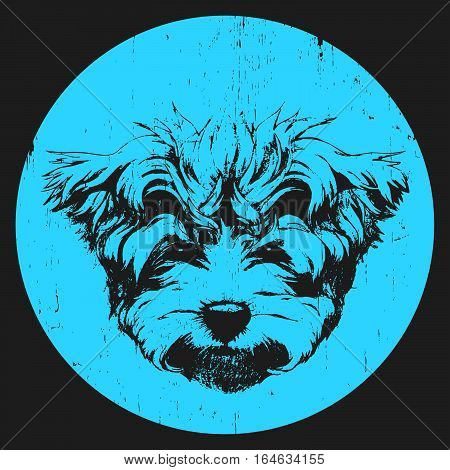 Portrait of Maltese Poodle. Hand drawn illustration. Vector.