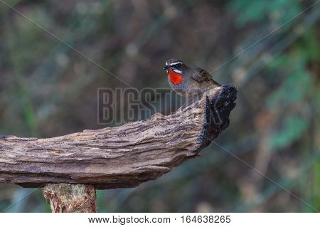 Beautiful Of Siberian Rubythroat Bird