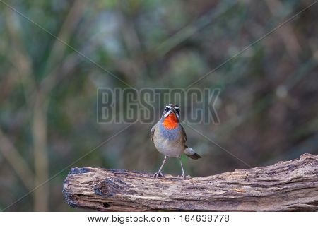Beautiful Of Siberian Rubythroat Bird