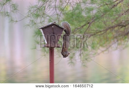 Pecluliar female specimen of the common Black, grey squirrel as she shows off her acrobatic ability to hang from a bird feeder using her back feet to grip, all the while feeding on sunflower seeds.