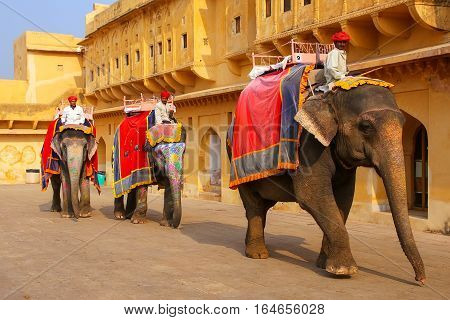 Amber, India - November 13: Unidentified Men Ride Decorated Elephants In Jaleb Chowk In Amber Fort O