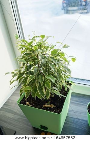 Ficus flower in green pot on a window sill.