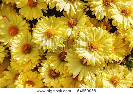 Beautiful yellow flowers blooming in garden. Many flowers as background. Selective focus.