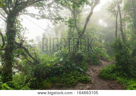 Lush foggy rainforest La Fortuna Costa Rica