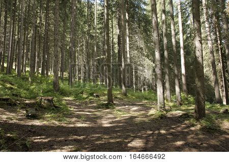 forest in Val di Fassa - Trentino - Italy