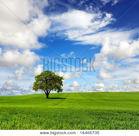 A hatalmas tölgy