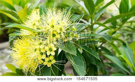 green ashoka flower bunch in the garden