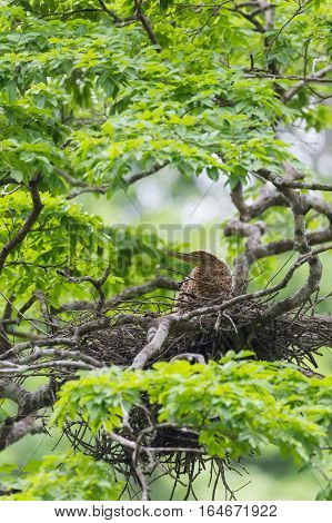 Young tiger heron in treetop nest Costa Rica