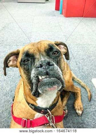 Snaggletooth Boxer Dog