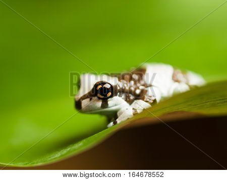 Amazon milk tree frog - Trachycephalus resinifictrix