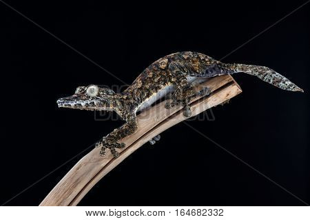 gecko lizard isolated on black background wildlife