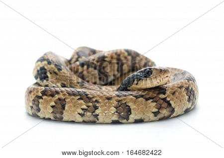 snake gigas isolated on white bacground wildlife