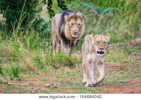 Male and female lion coming from the bushes after mating