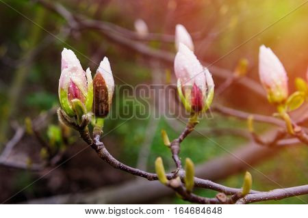 blossoming Magnolia tree in spring Park outdoor.