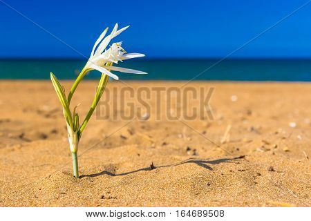 Kato Stalos beach near Chania great golden sand Chania prefecture Western Crete Greece