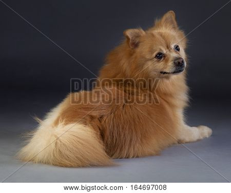 German medium spitz lying down in studio