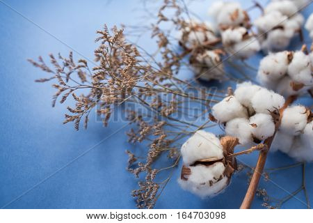 Blue background with branch of cotton plant. Good spring