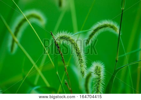 Green grass bowing in the leaves during the day