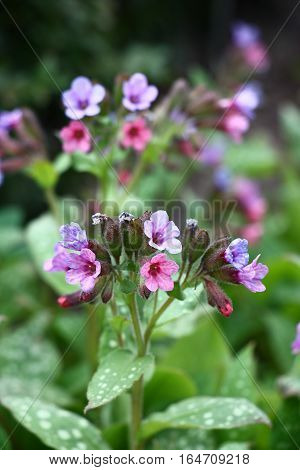 Small flowers of a pulmonaria of pink, blue, dark blue colour reveal by turns.
